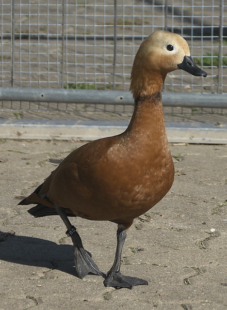 伐克均属于